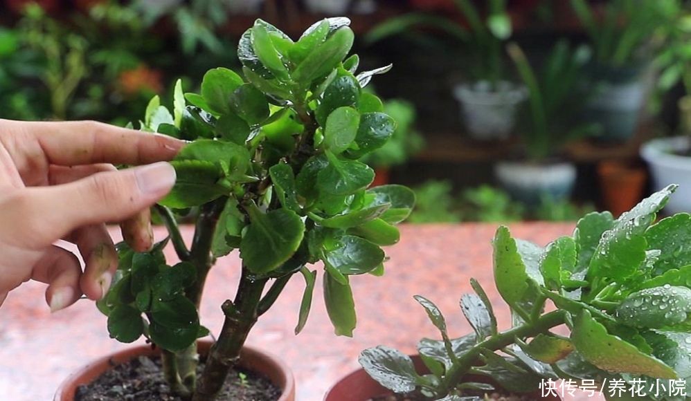 烂根|夏天养长寿花,做到“3少1多”,植株长势旺,避免出现烂根