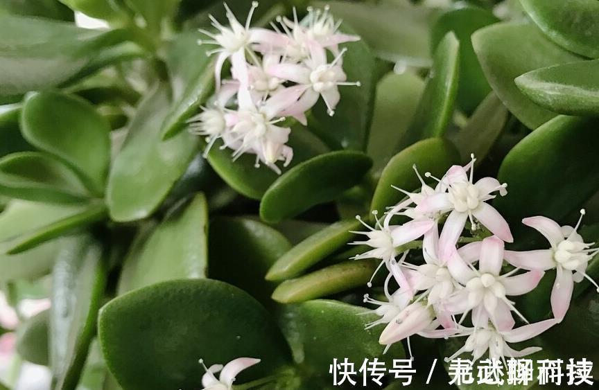 4种树,花开富贵“好兆头”,难得一见,看看你家有吗?