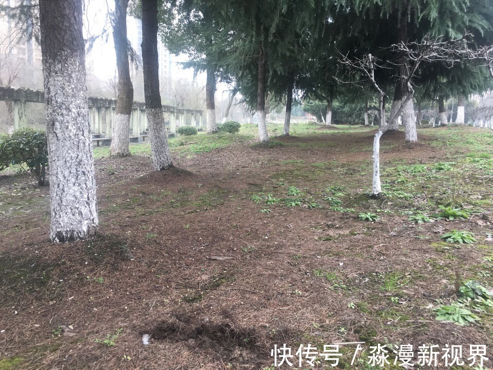 花卉|养花土“别买”，出门挖“2桶”，花卉不烂根、不黄叶，根粗叶绿