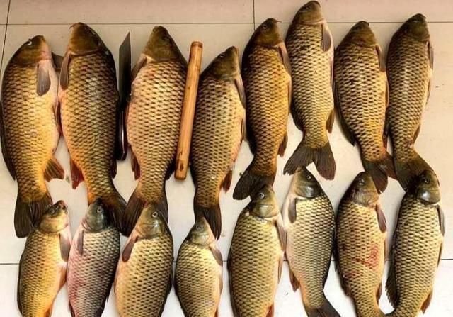 步骤|野钓千万别着急下竿,先做好这几个步骤,才能保证渔获告别空军