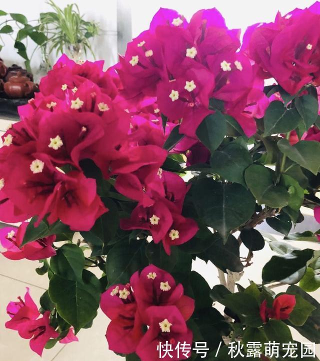 三角梅不开花?黑袋子里“逼一逼”,花期持续到“国庆”