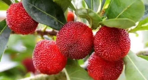  不贵|适合冬季吃的3种食物，排毒养颜、延缓衰老，好吃又不贵！