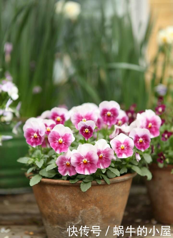 不抱希望,跟风买了网红花,却有意想不到的收获