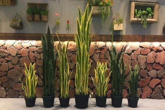 虎皮兰冬天最讨厌“3种水”,浇上就烂根,很容易养不活!