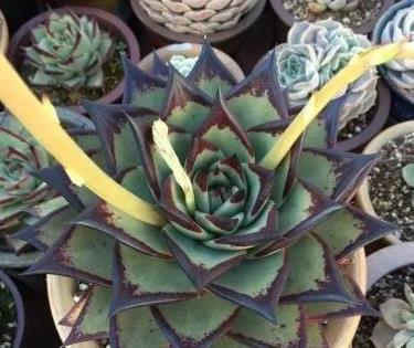 说法|乌木多肉应该怎么养?听听老王的说法