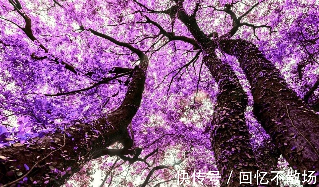 春夜!10首意境优美的小诗,美了眼,醉了心,惊艳了时光