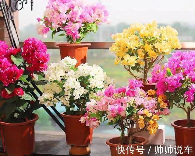 飘香藤|最爱晒太阳的8种花，越晒开花越多，阳台养几盆，开花成海