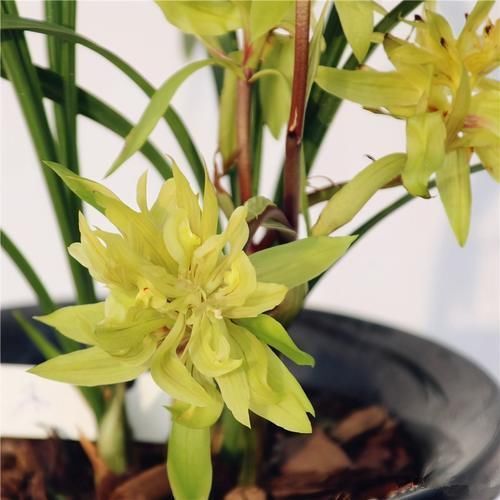 余蝴蝶|春兰菊瓣之首“余蝴蝶”,观赏与收藏两不误,不养一盆可别后悔!