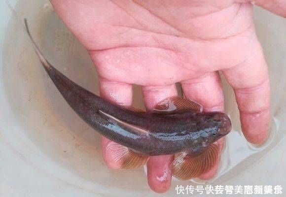 长江上游垂钓,偶遇了两位捕鱼人,于是便有幸见到了这种神奇的鱼