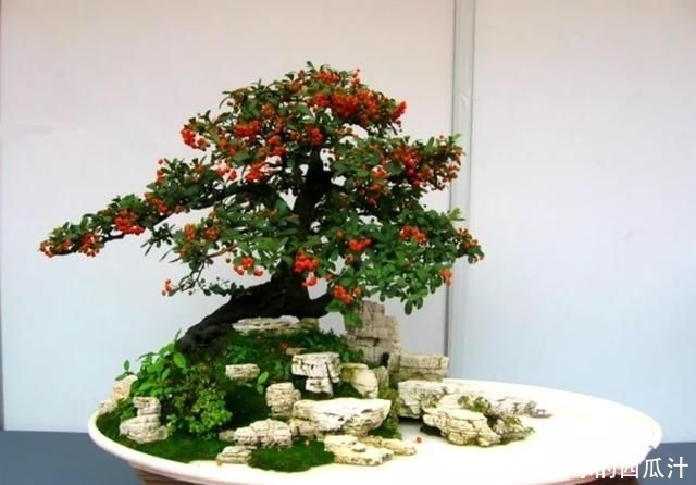 盘子|用石头盘子来养花,变成小盆景,价值能翻好几倍