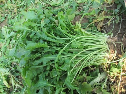 菠菜|肝不好的人,可以常吃这5种食物,有一种还是药食同源的稀罕物