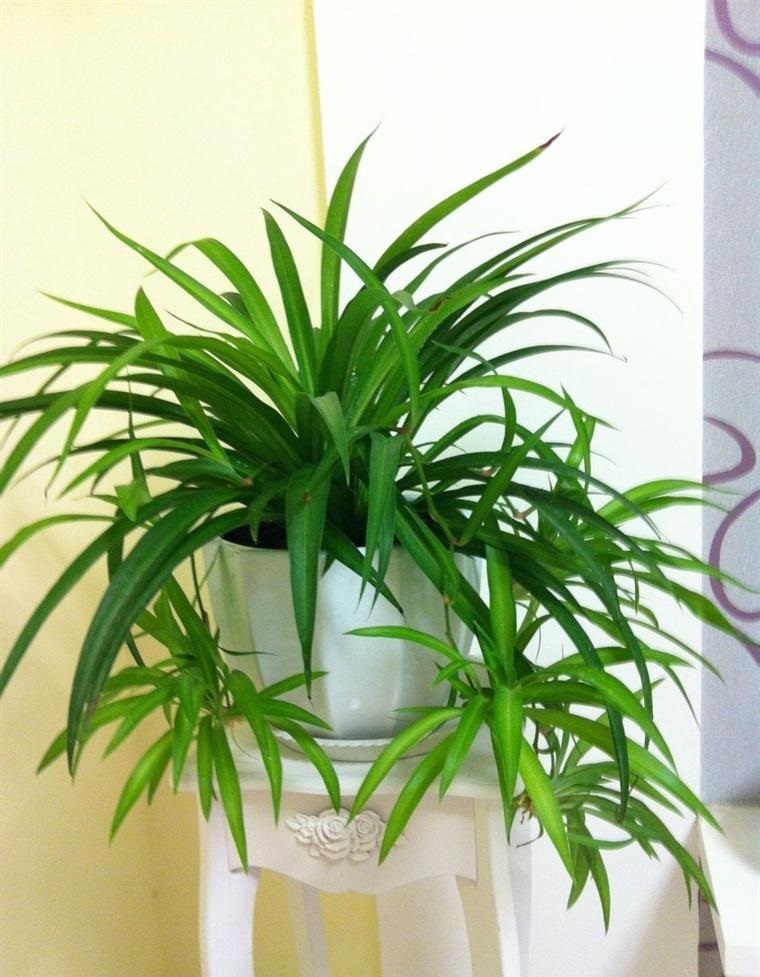 养吊兰有“妙招”,浇水摻点“小颗粒”,2月长出“水晶根”