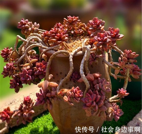 养多肉，我只选这1种，3年就成“老桩”还爱爆头，漂亮又好养！