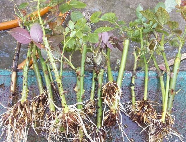 扦插月季学会5种方法，一个“窍门”全能活，小苗“泛滥”，变成月季园