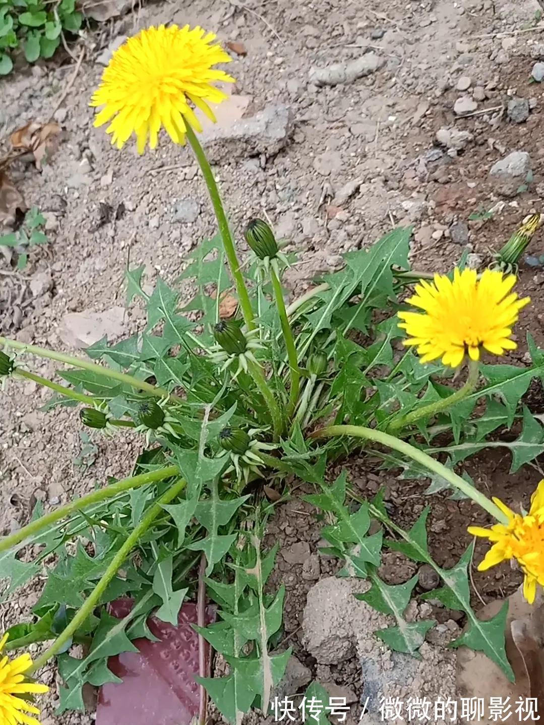 美味佳肴|6种常见野菜,比青菜好吃营养,解腻养人,你吃过几种?不要错过