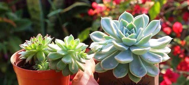 发现冬天养花有5种水不能浇,浇之后,那叫一个“惨”,都看看吧