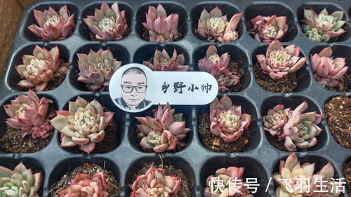 肉友|养多肉浇水需要注意细节，浇水方式要考虑多方面，才能养好肉肉