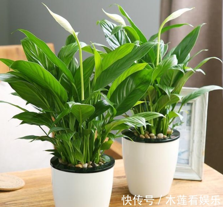 4种“吸毒花”,被称作“天然空气净化器”,家里空气好,长得旺