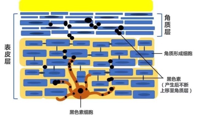 vc|美白的路上踩坑