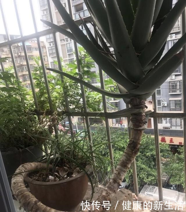 胶质|芦荟不值钱,养成“老桩”很稀罕,叶子胶质多,越老越值钱!