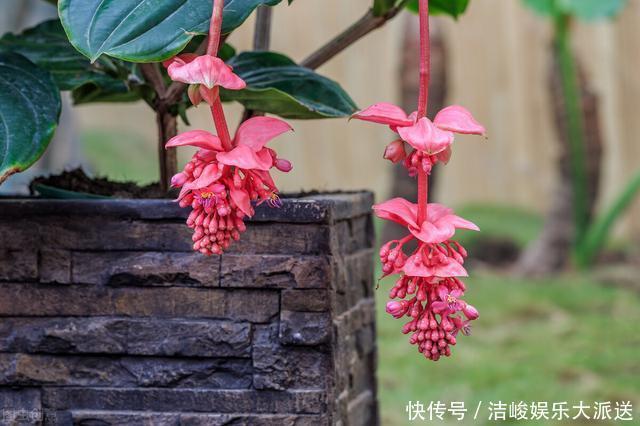 等我有钱了，就养这些花，高端大气，花期长