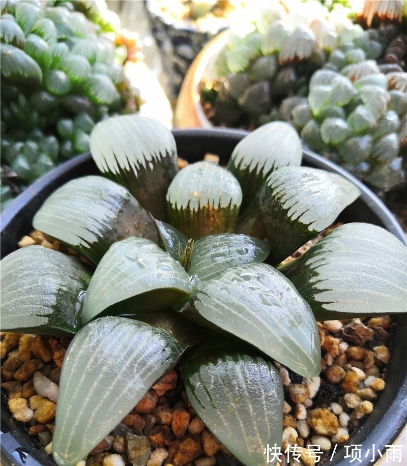 天下养肉人都一样贪