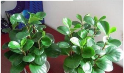 4种健康花，吸甲醛、促睡眠，“守护”家人健康，可以多养几盆