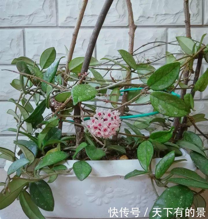 冬天最冷的时候,这5种花不要放室外,否则冻成腌菜了