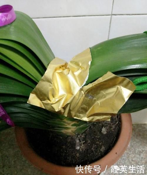 啤酒|君子兰风信子夹箭不开花,简单1招,把花拽出来!