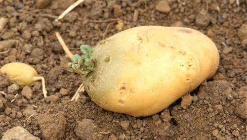 黄豆芽|有2种蔬菜发芽后不仅没“毒”,营养还更高,扔掉太可惜了