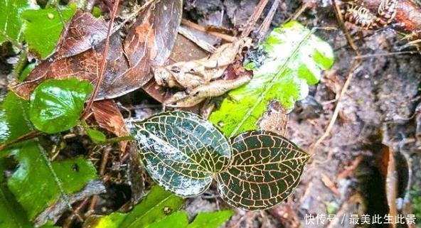 河边1野草,被农民称为“百草之王”,630元一两,真值这么多