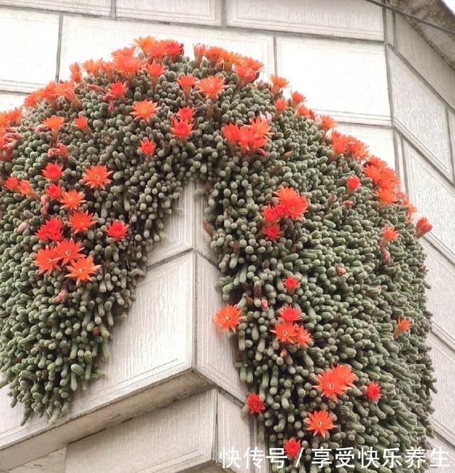 8种镇宅花,窗户边养一棵,霸气又镇宅!