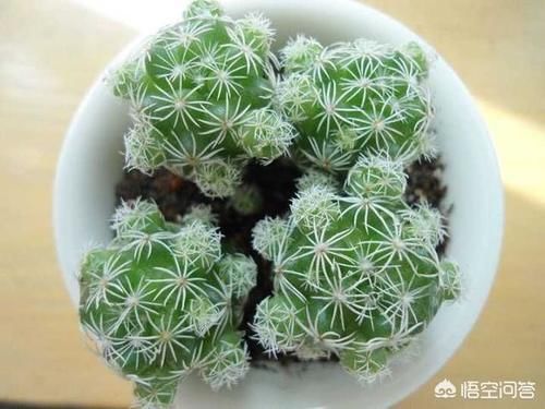 多肉植物|多肉是水浇多了,还是干死了,怎么分辨?