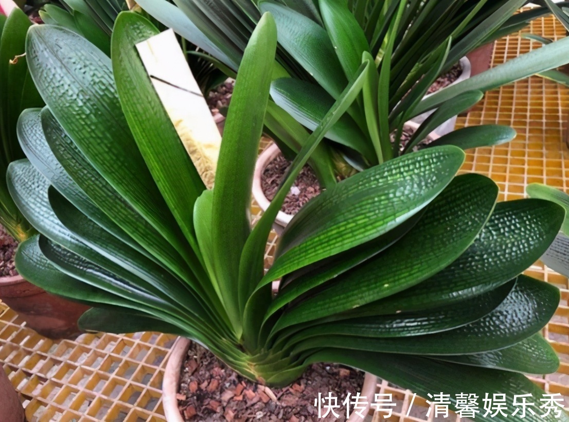 君子兰有“四爱”知道么?这是养好它的关键,也能轻松养开花