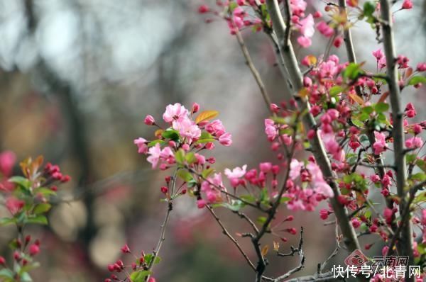 老年|海棠樱花齐放！昆明动物园樱花节今日启幕