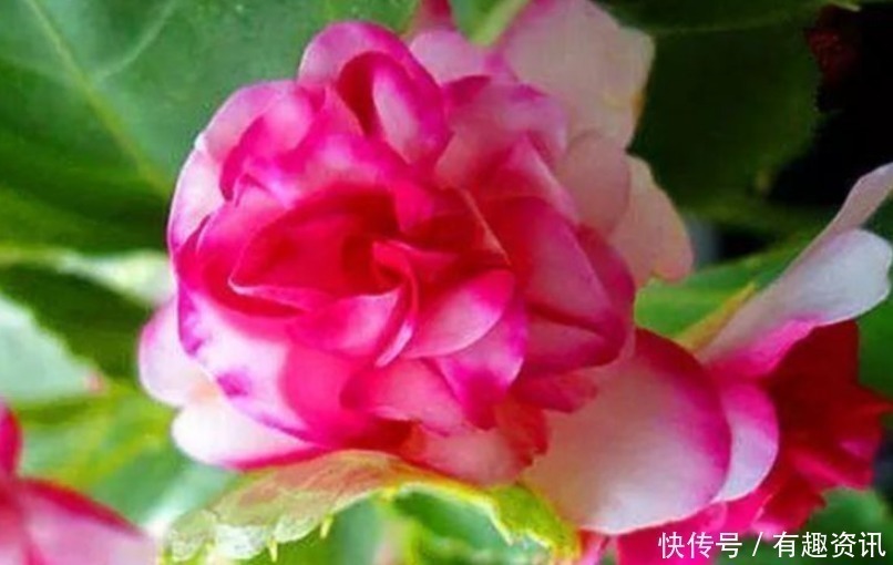 “4种花”一养就上瘾，沾土就活，比兰花还美，尤其女生最喜欢！