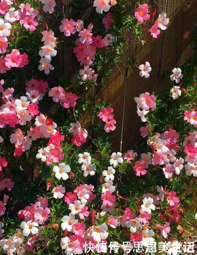 花苞|这花一开就是大半年,枝条沾水就活,根比萝卜还粗