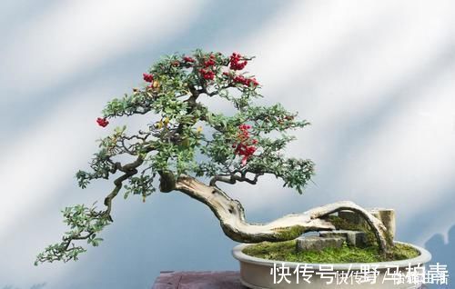盆景|盆景树木叶片太大,3个控叶技巧,让叶片变小,尽显古朴苍老,不学可惜了