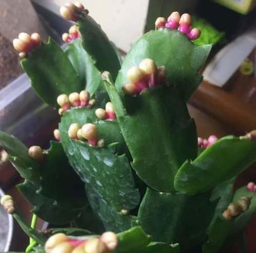 蟹爪兰开谢了，做好3步养护，还能快速复花