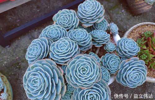 多肉|3种多肉别再室内养,养花大神都避开,你也别再当作宝!