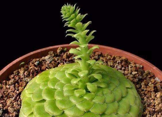 多肉叶片下翻怎么办2招就搞定,越长越壮,变成姿态优美的老桩