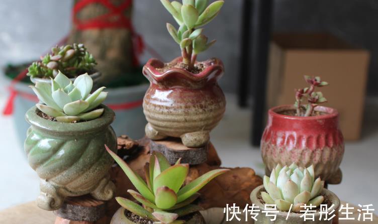 花盆|想给多肉提升颜值?挑选花盆注意这3细节,盆栽美美哒