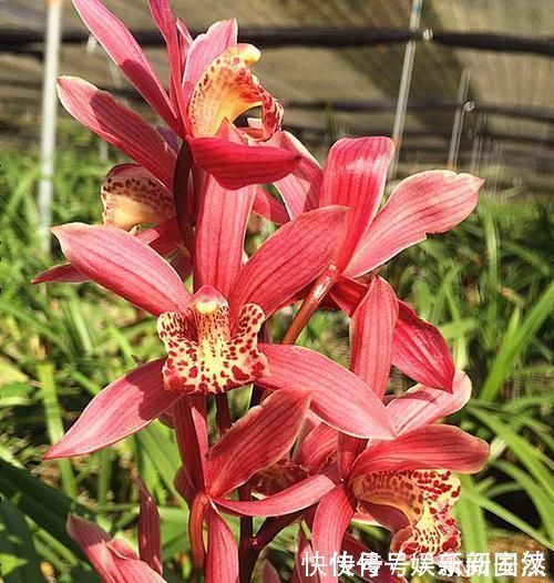 兰圃|这款兰花号称“爆盆小能手”,花色妖娆,花香味最浓,现正值花期