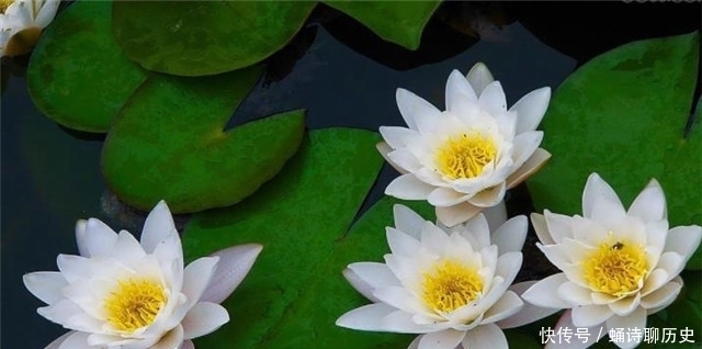 古诗睡莲五首清赏 汀洲采白苹 肠断白苹洲 全网搜