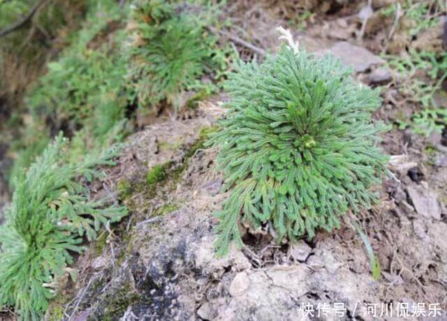 叶片|叶片独特的1种“野草”，在悬崖边生长，拔1棵就少1棵，珍贵！