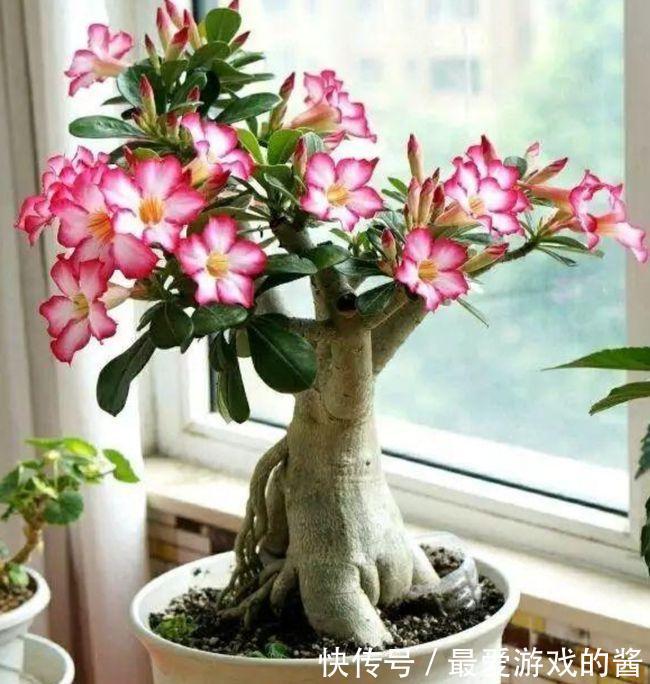 5种漂亮花,冬天爱睡觉,少水缺粮多晒晒才能长得好