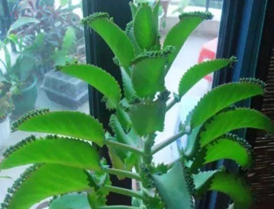 叶片|这2种花,碰掉个叶子掉盆里,自己长1盆,比绿萝吊兰好养100倍