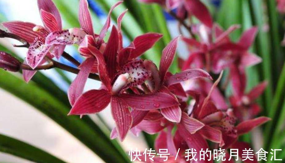 墨兰长出花箭后,3个要点要牢记,做好了才能顺利开花,香味浓郁