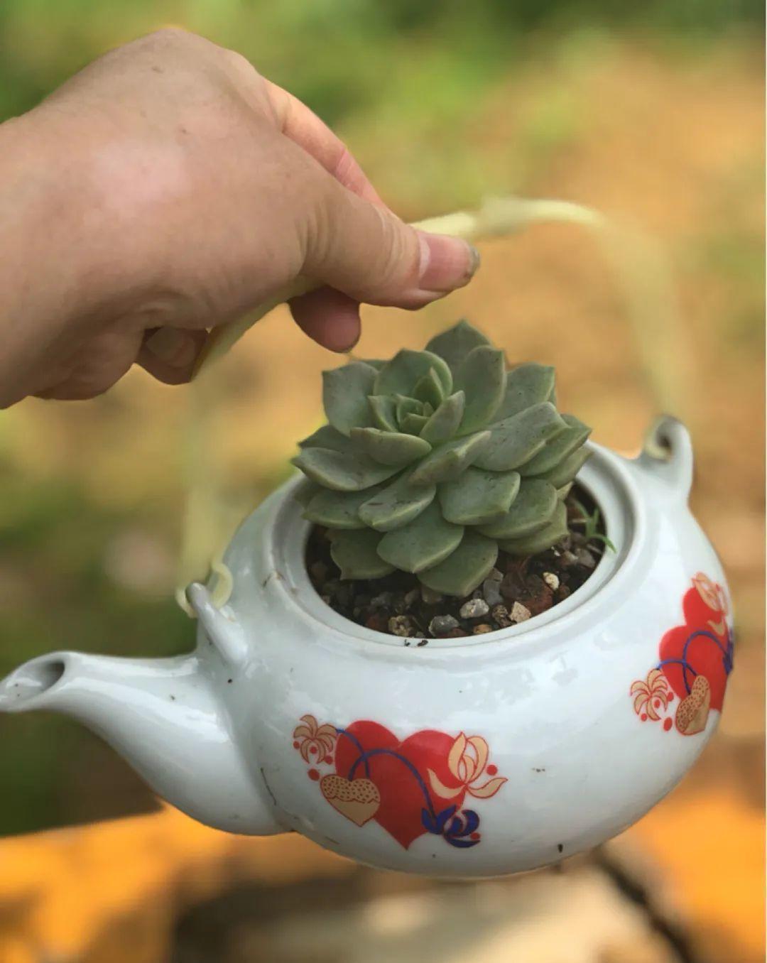 10个偏方,能省不少钱,把花养的又肥又壮