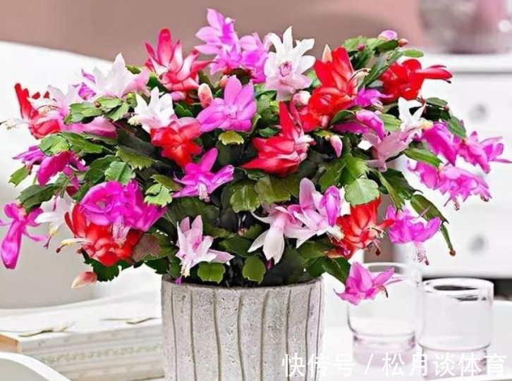 “4种花”寓意好,旺运聚财添富贵,红红火火好运来,家中必备!